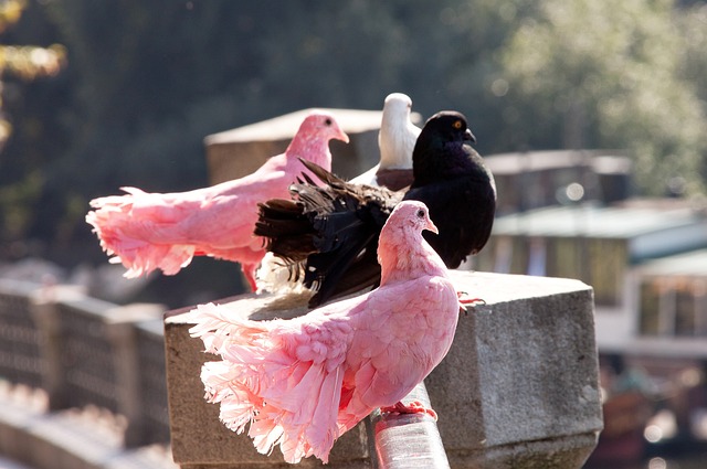 官方：川超联赛放弃版权保护，人人皆可参与传播创作