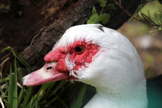 苦寻后悔药！步行者正积极交易中锋以补强特纳离队后的内线